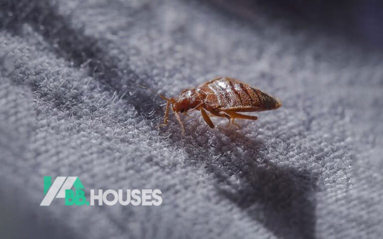 What Are Some Common Pests Found In Homes