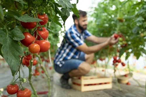 Tomato Triumph: The Ultimate Guide to Growing Delicious Tomatoes at Home
