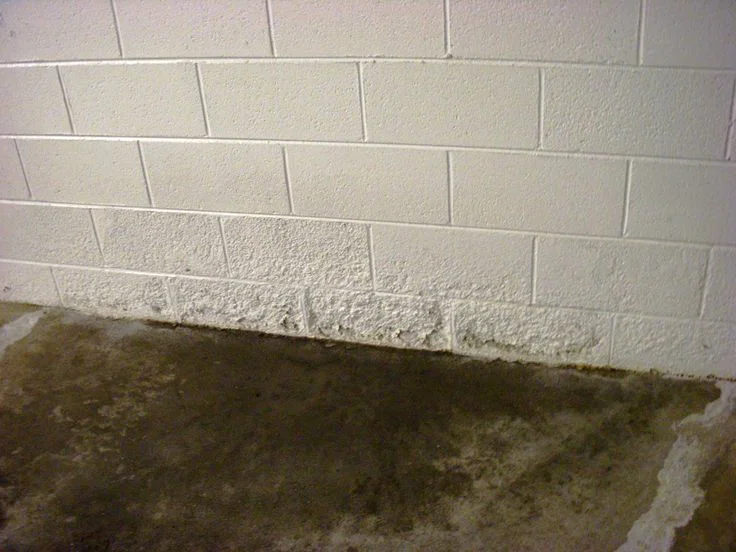 Understanding Basement Mold Types
