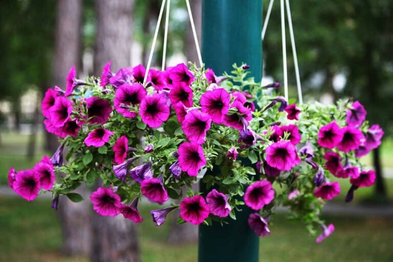 Trailing Petunias: The Quintessential Hanging Garden Flower